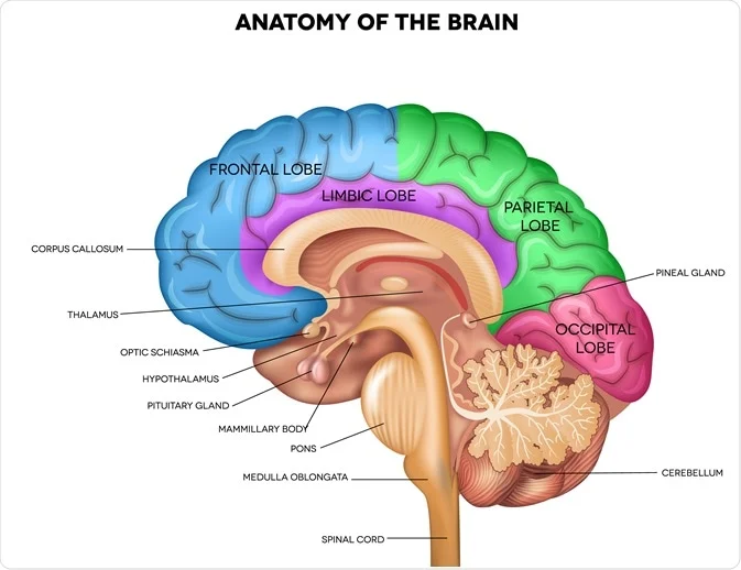 Brain Diagram